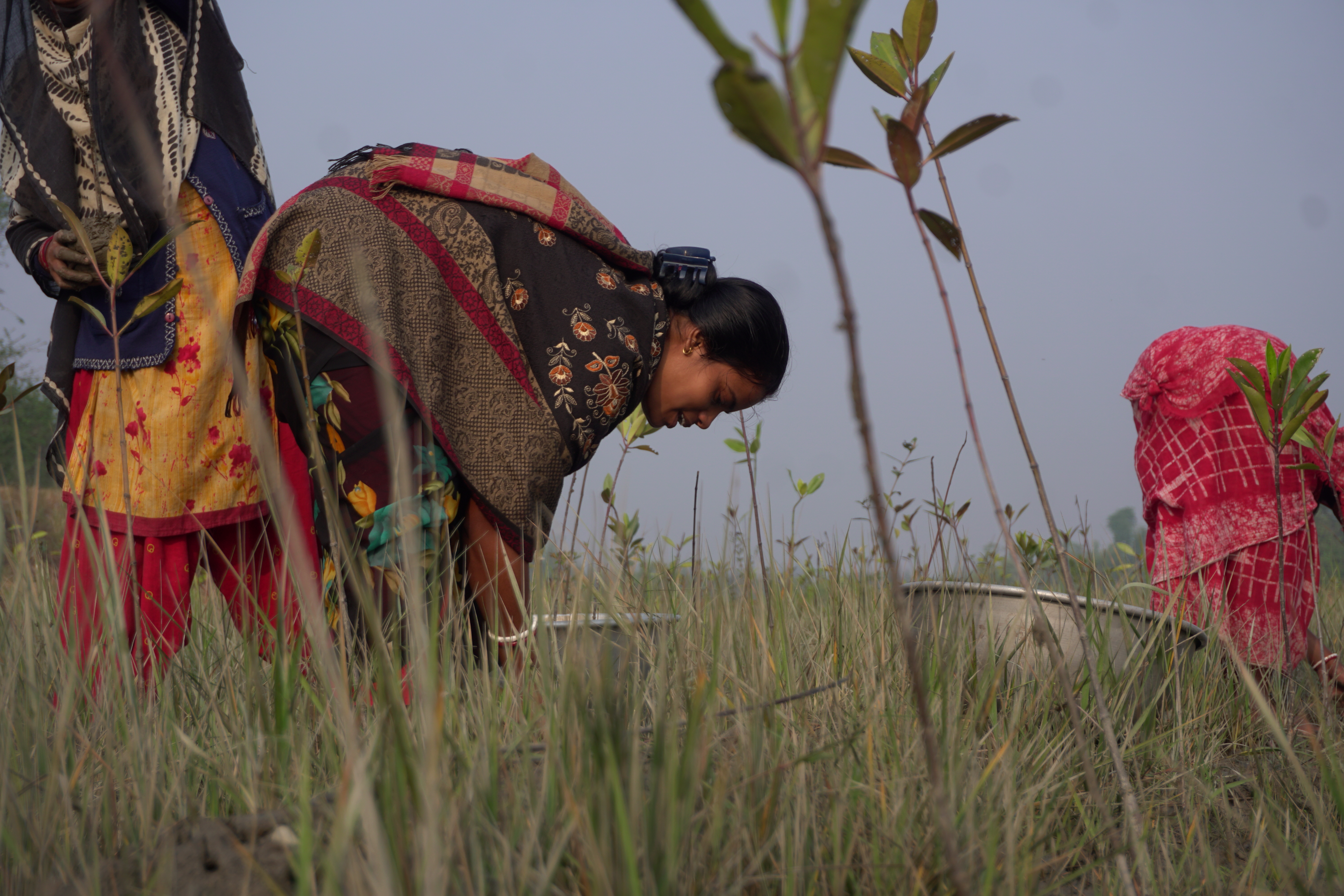 Mangrove Plantation With Support Of Hcl