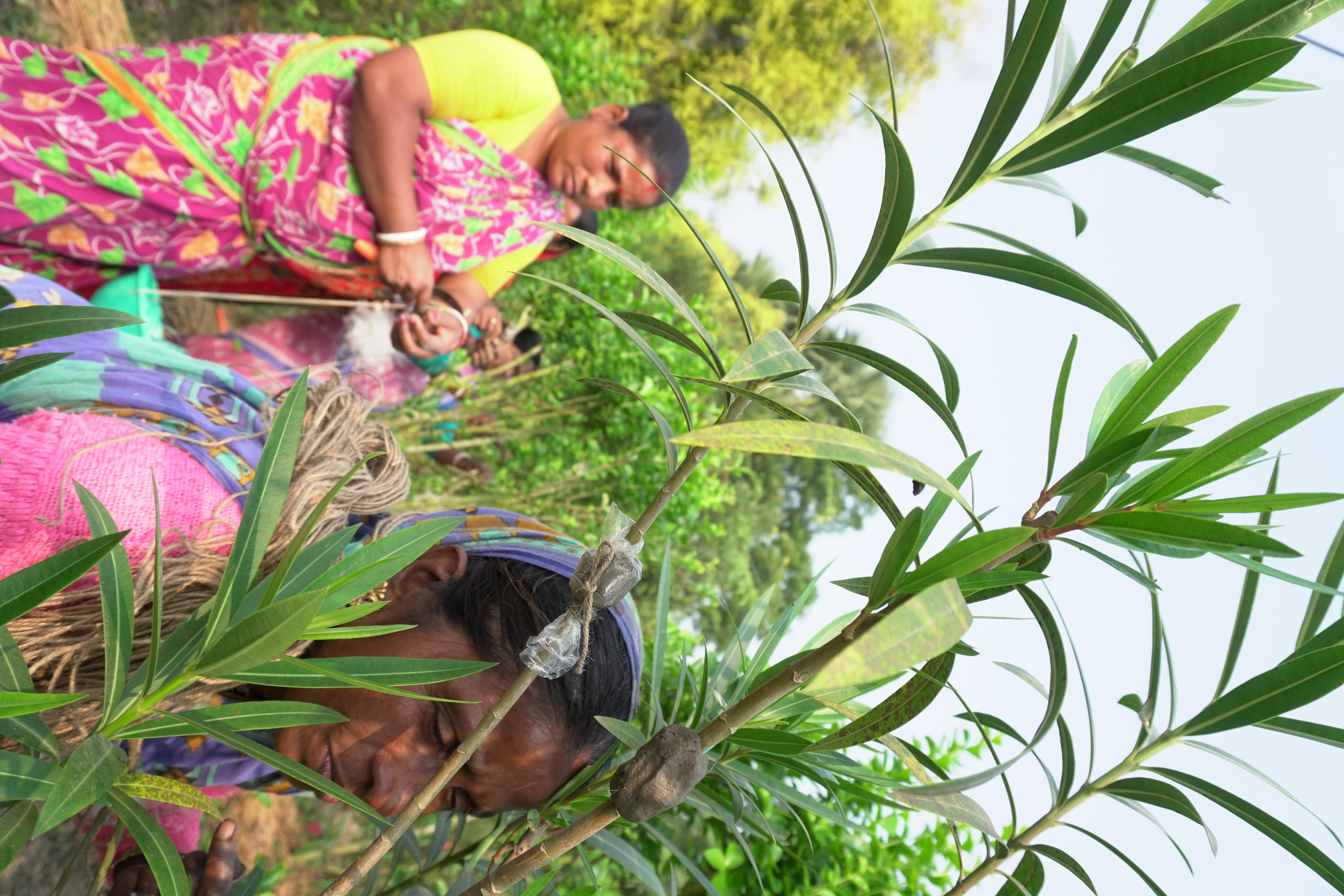 Mangrove Plantation With Support Of Hcl