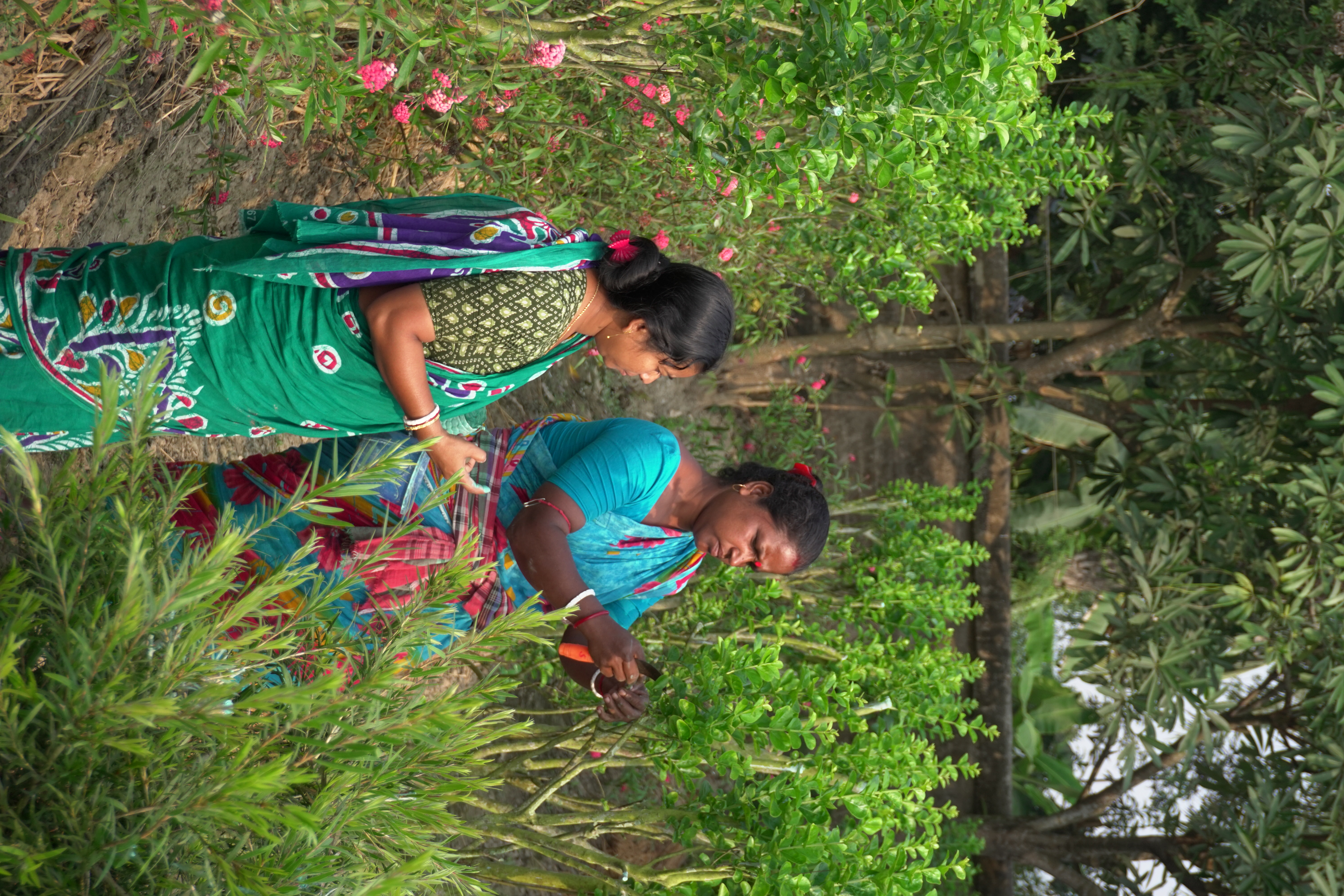 Mangrove Plantation With Support Of Hcl