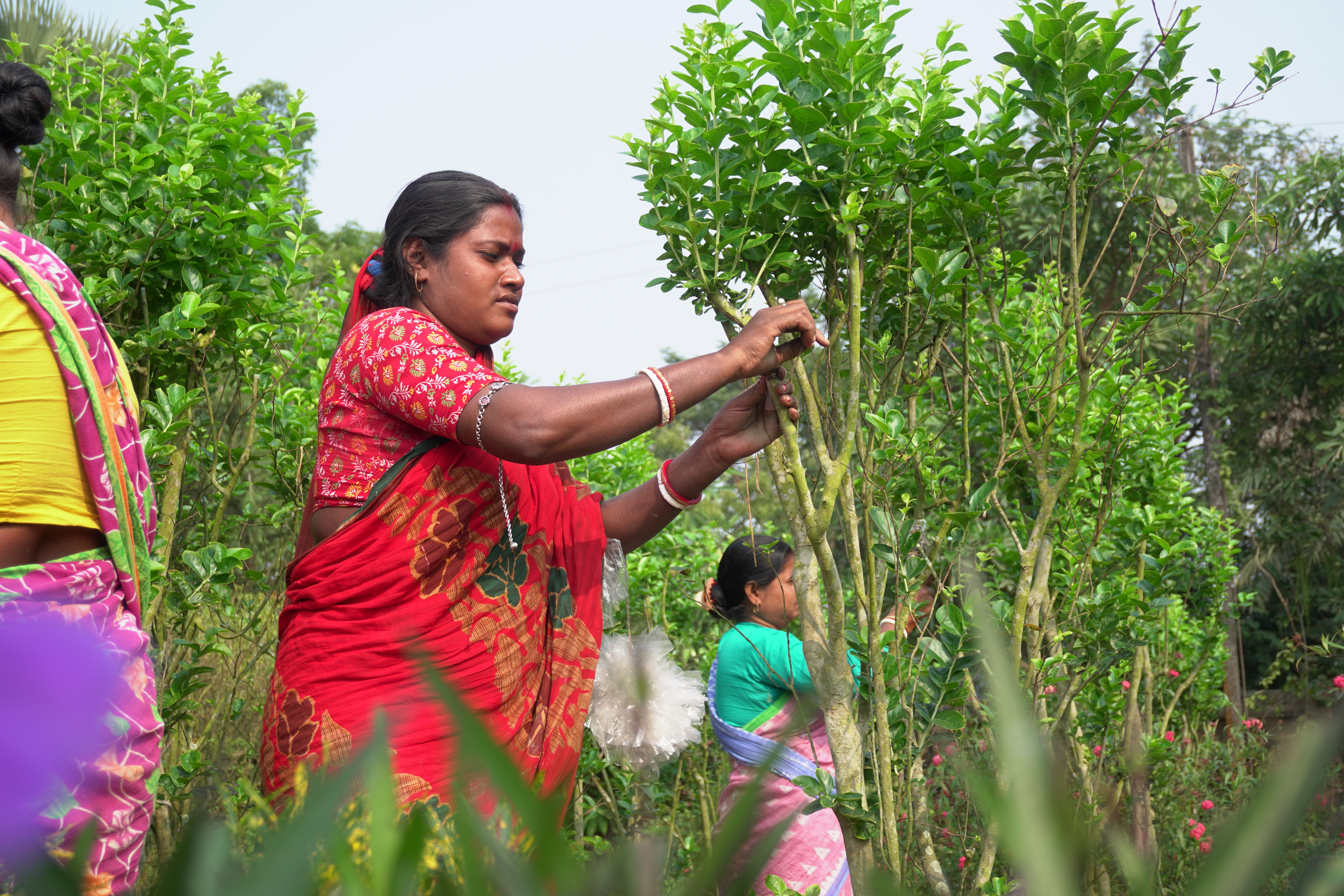Mangrove Plantation With Support Of Hcl