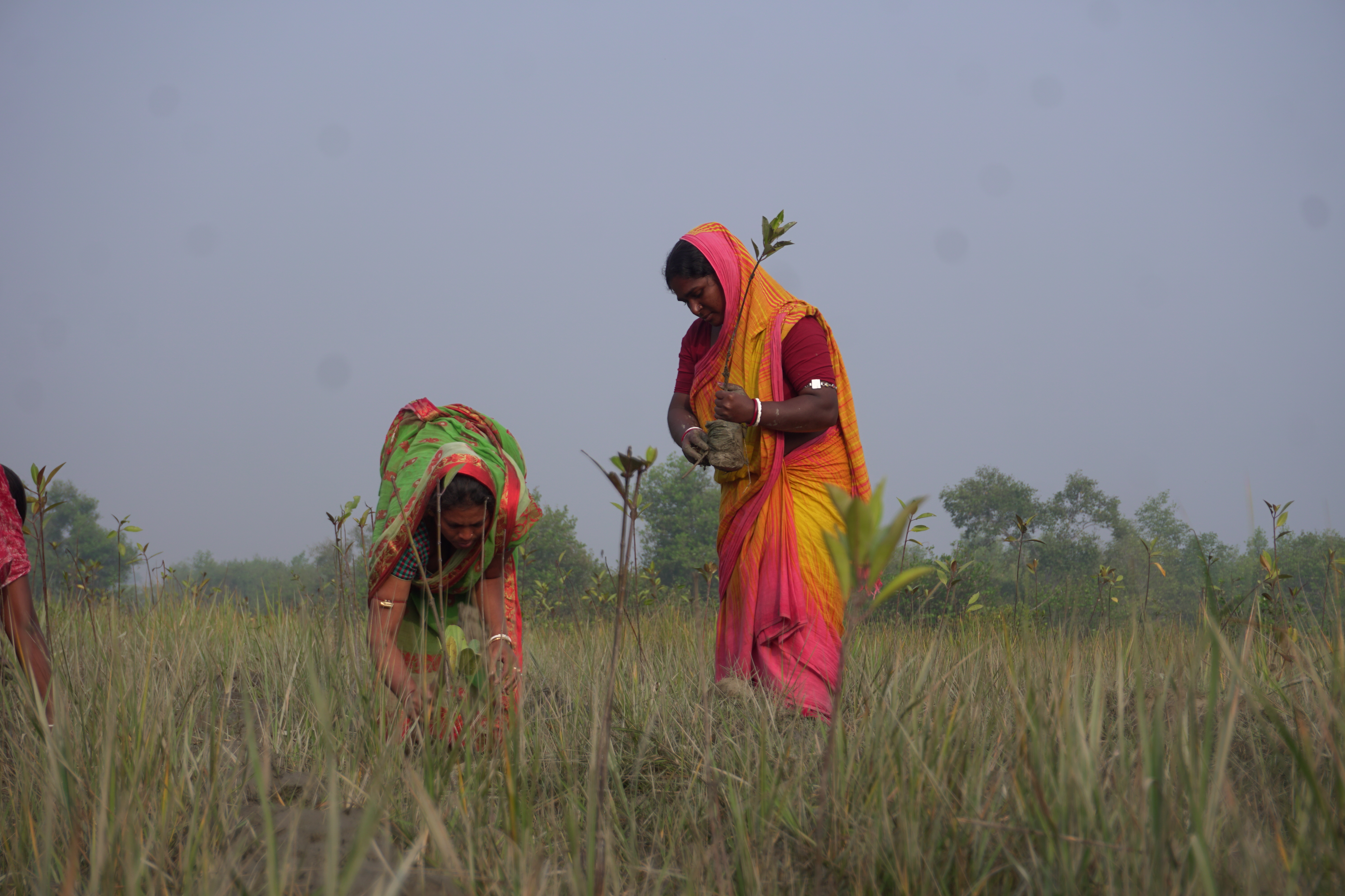 Mangrove Plantation With Support Of Hcl