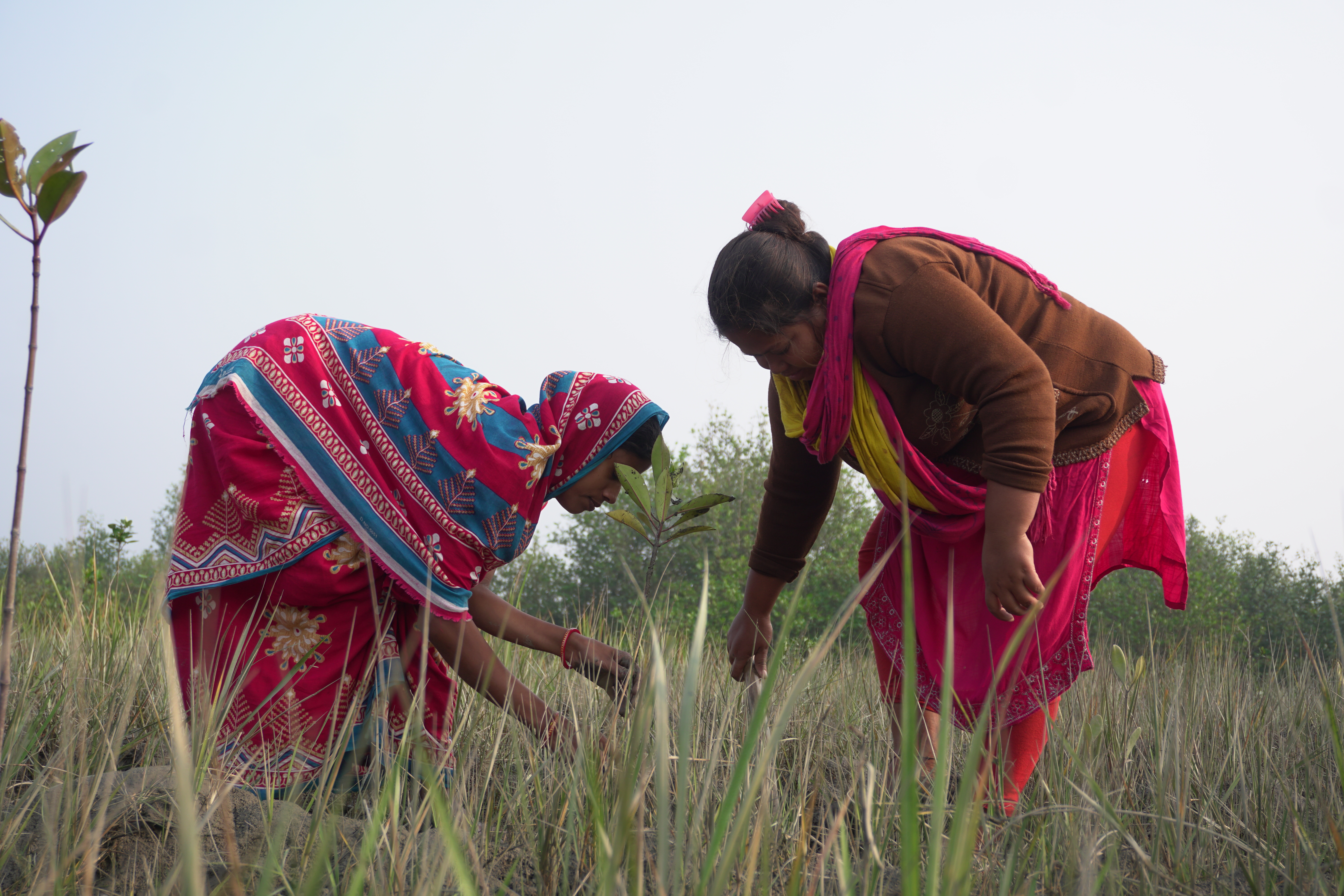 Mangrove Plantation With Support Of Hcl