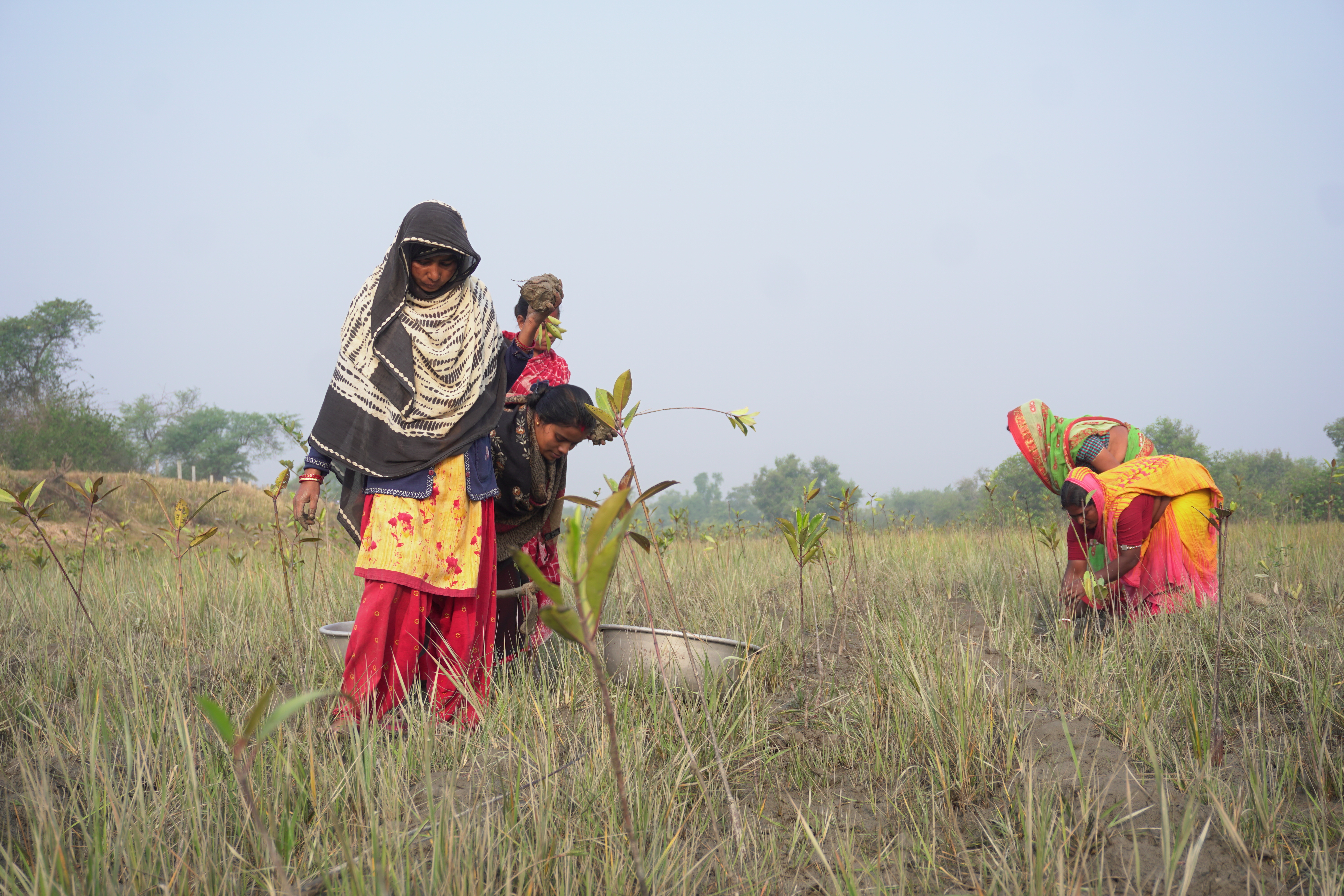 Mangrove Plantation With Support Of Hcl
