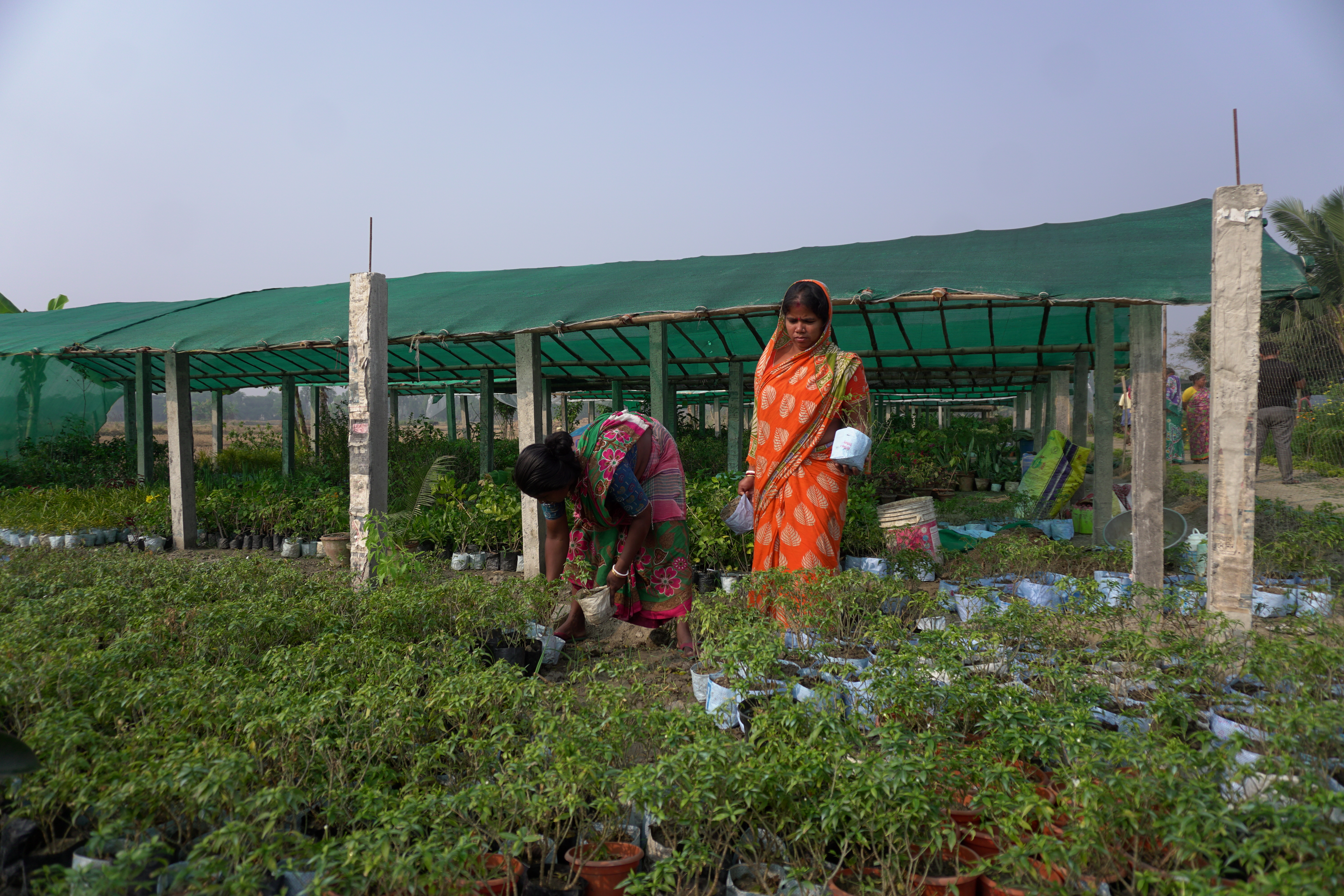 Mangrove Plantation With Support Of Hcl