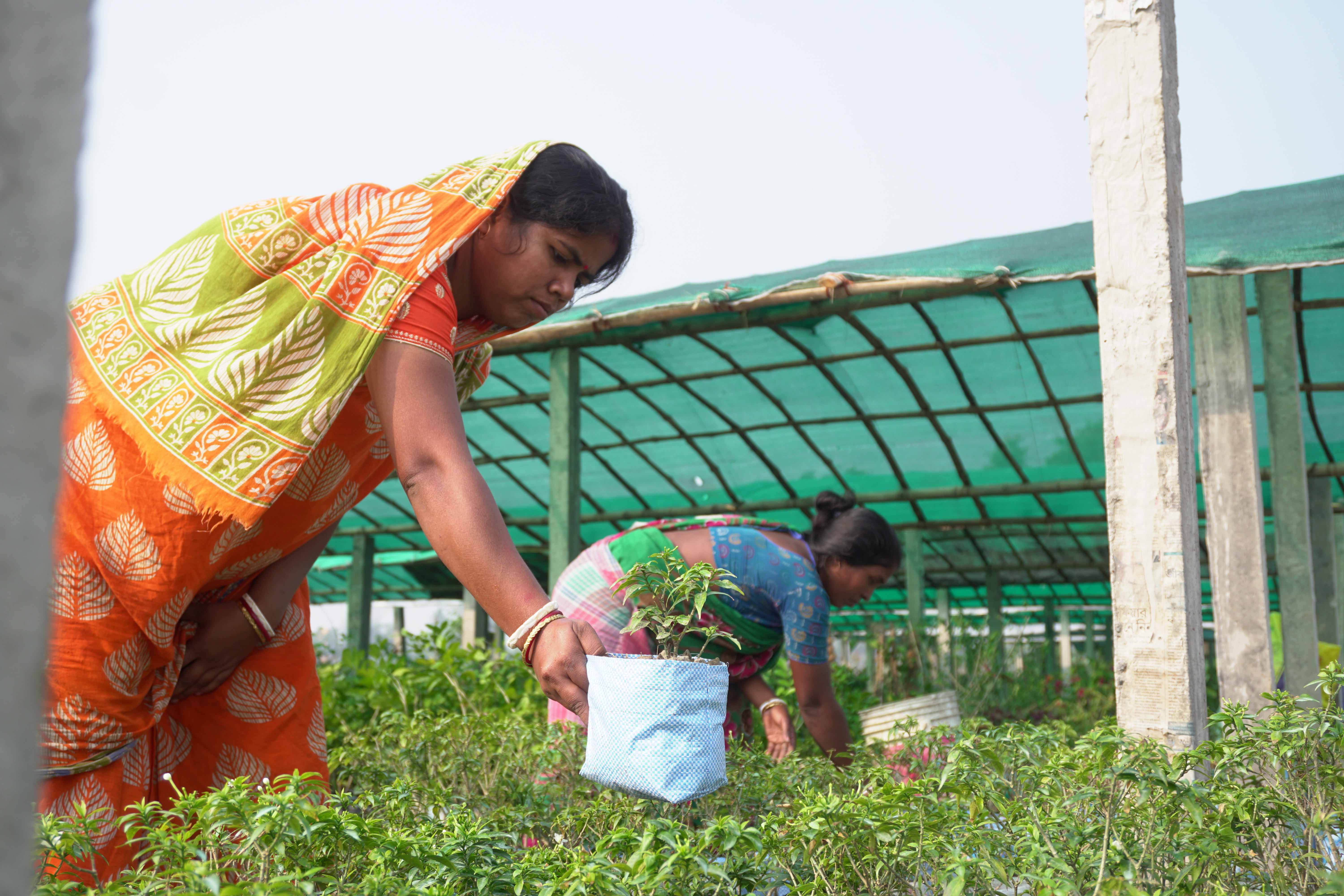 Mangrove Plantation With Support Of Hcl