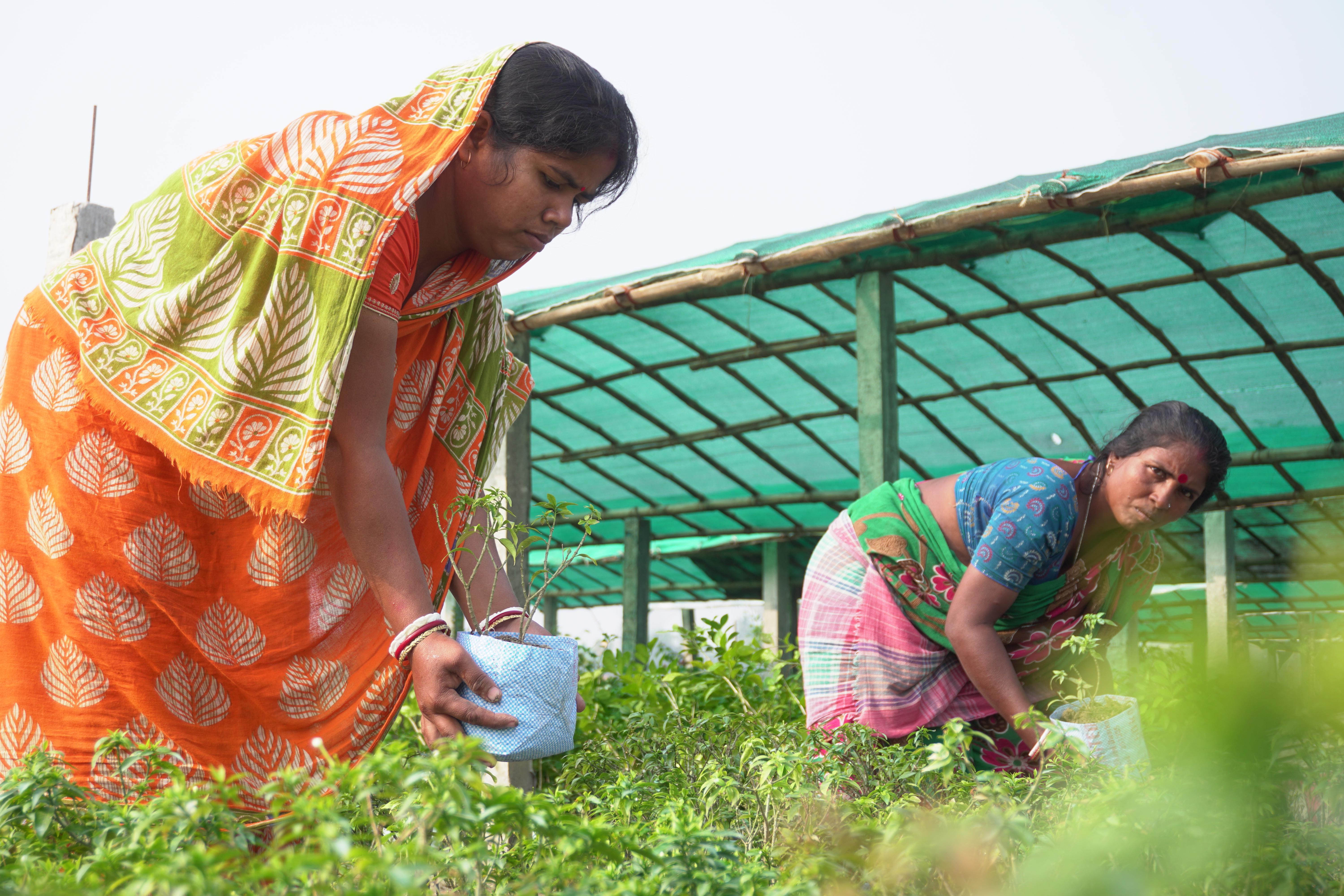 Mangrove Plantation With Support Of Hcl