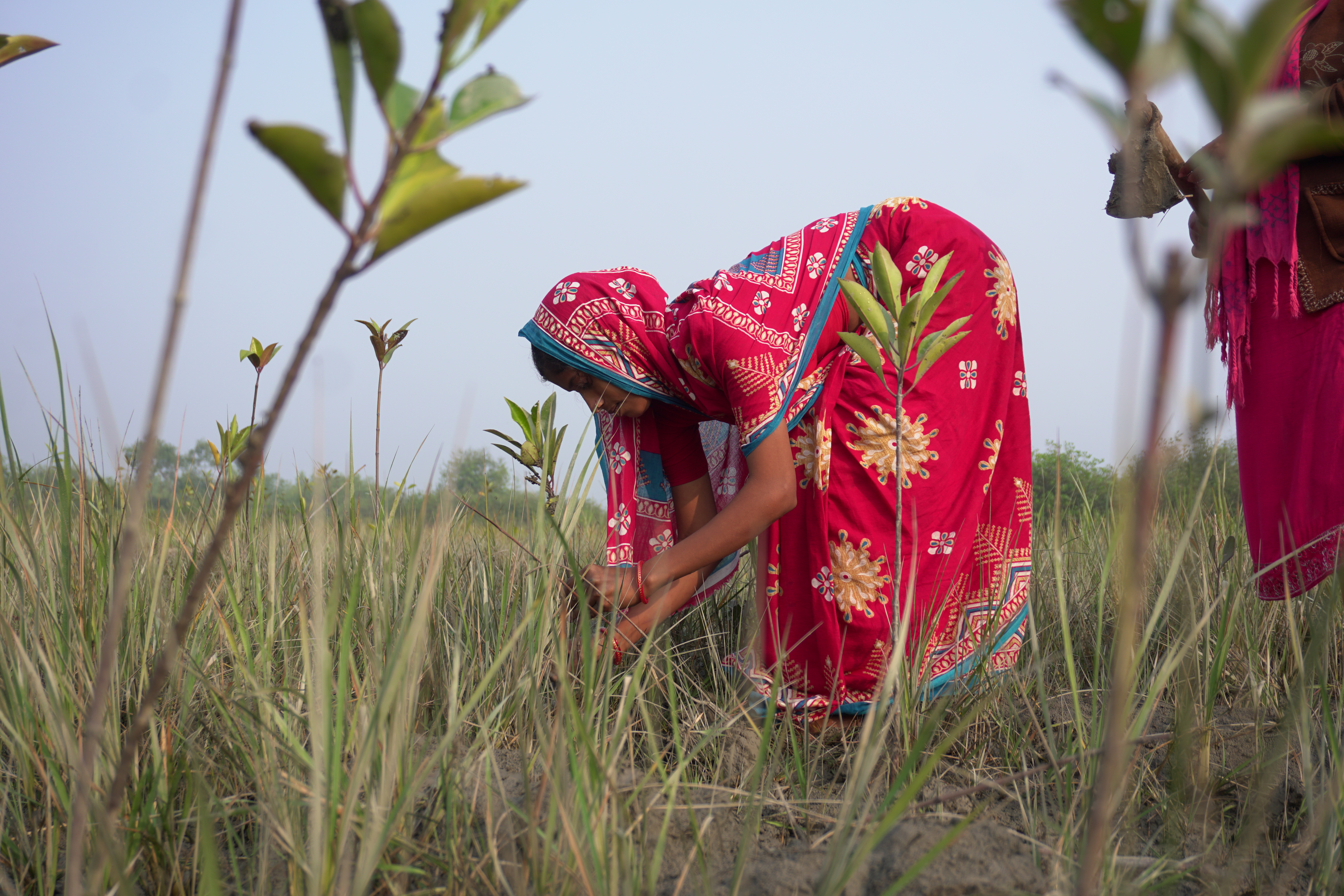 Mangrove Plantation With Support Of Hcl