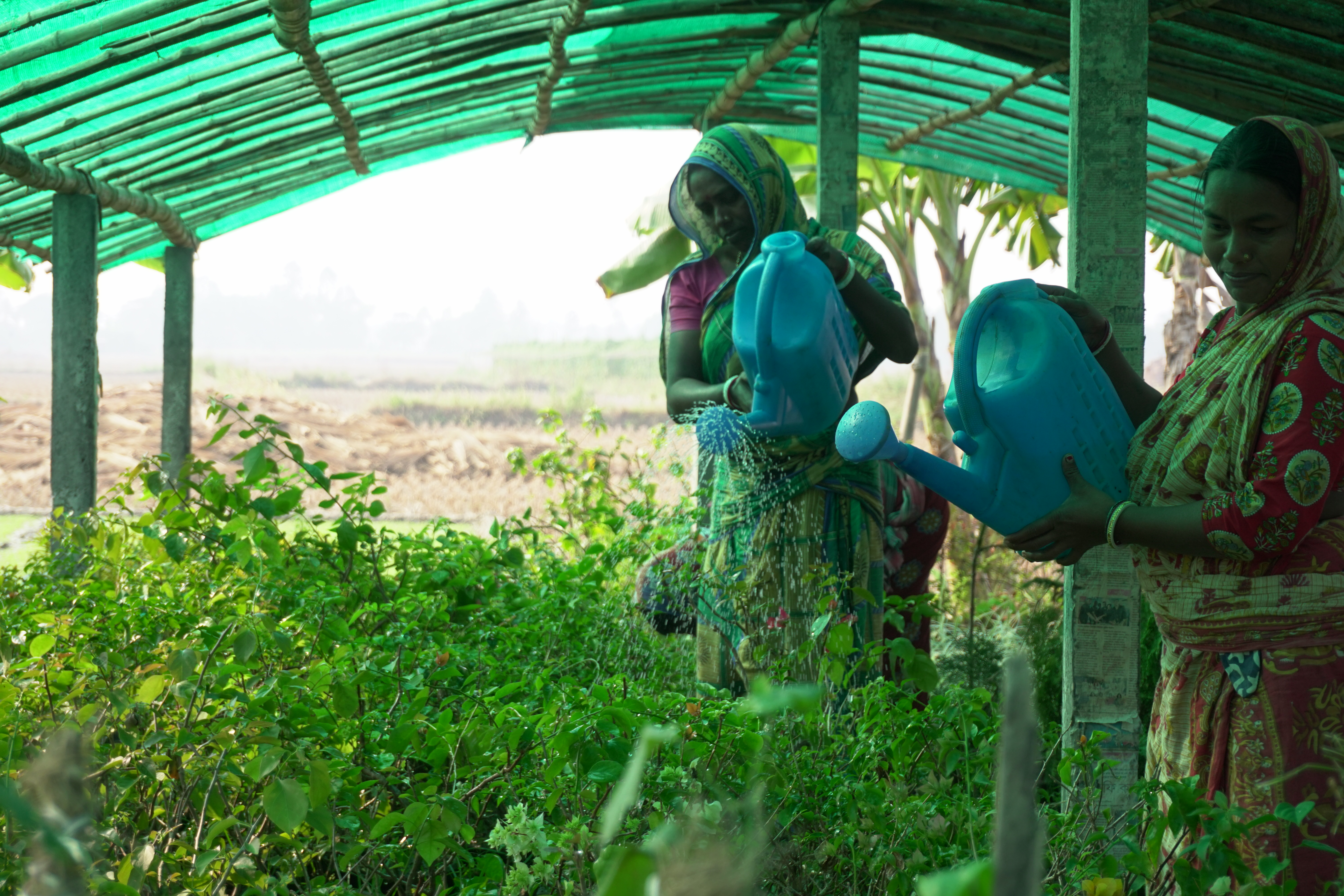 Mangrove Plantation With Support Of Hcl