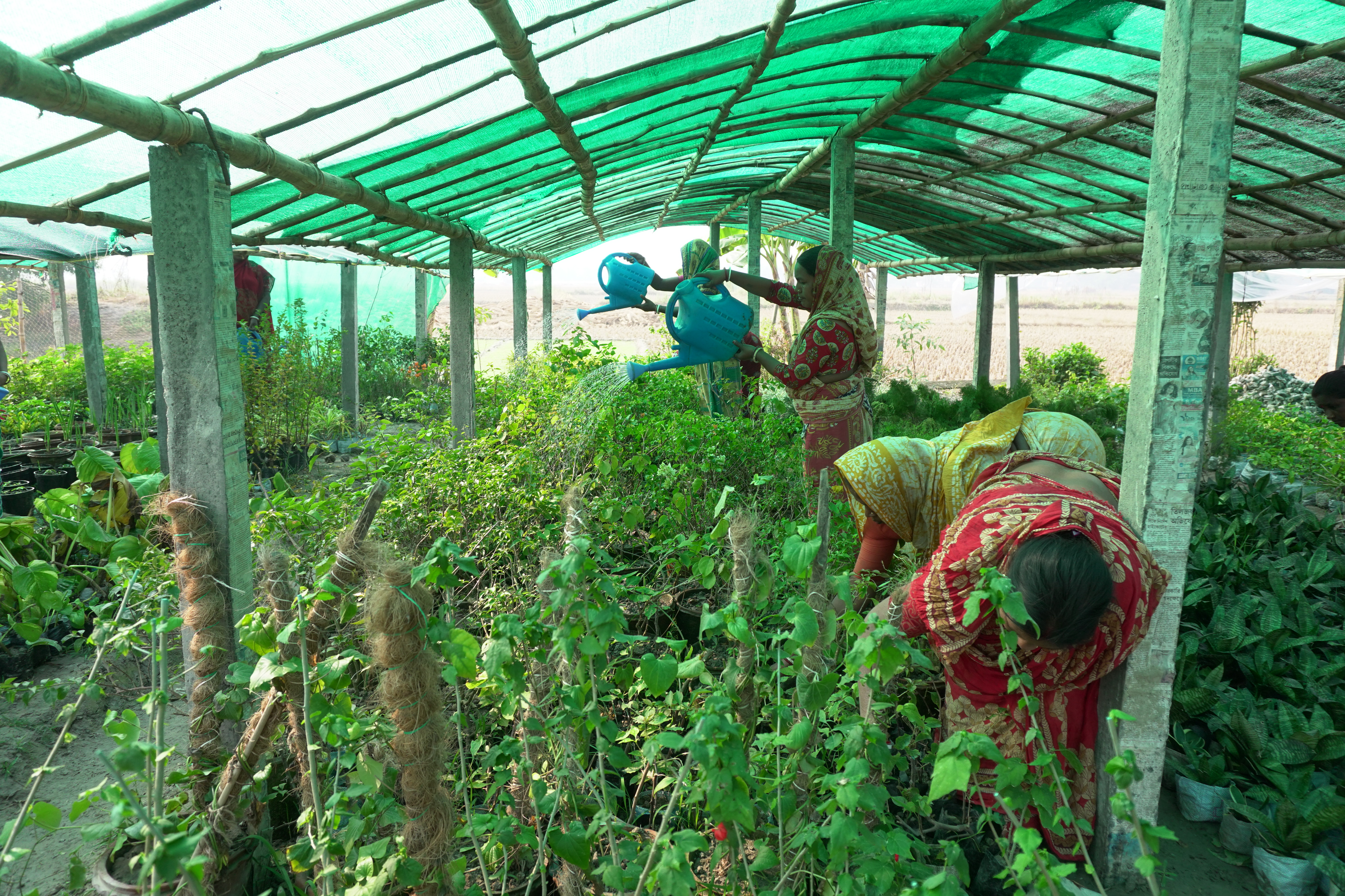 Mangrove Plantation With Support Of Hcl