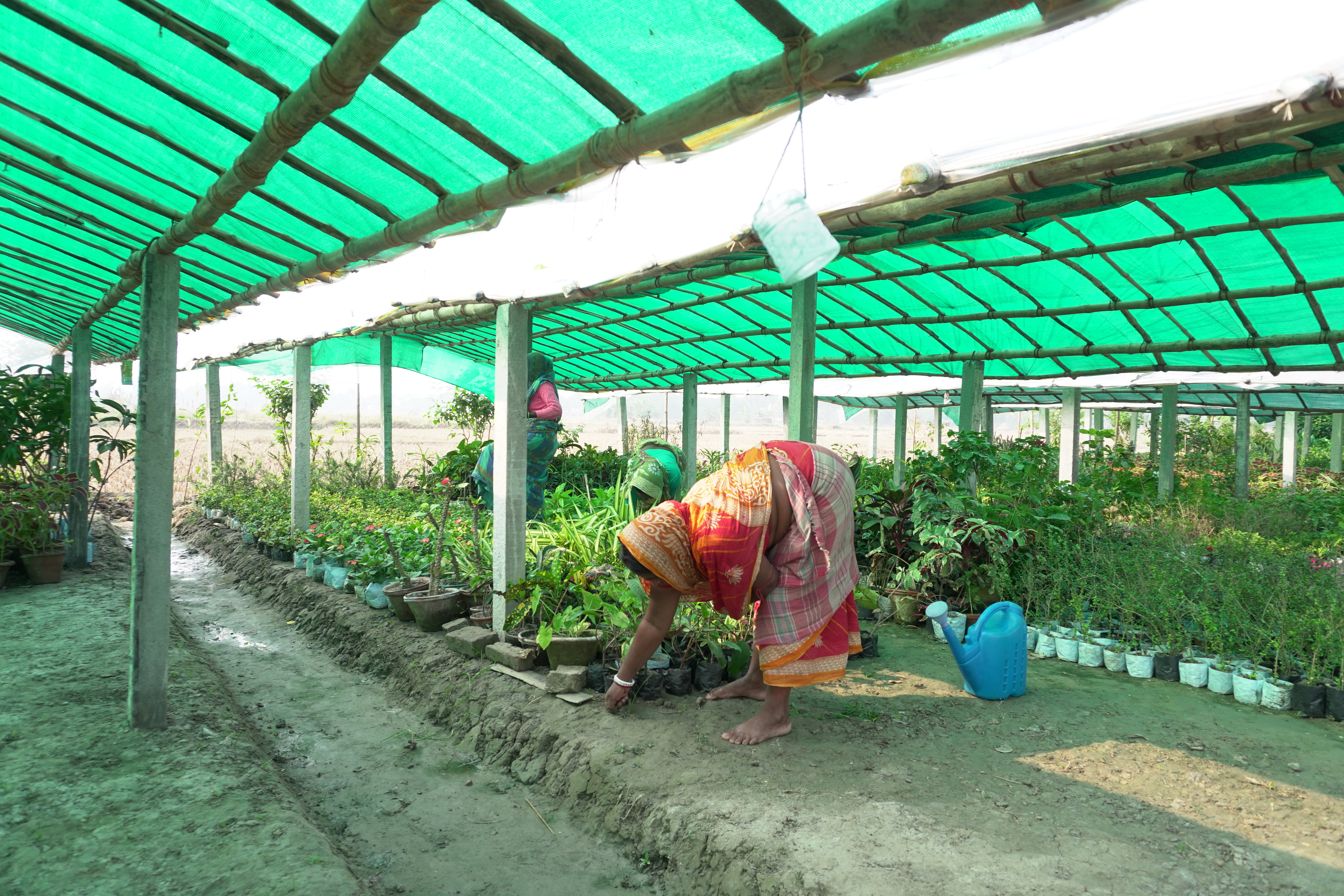 Mangrove Plantation With Support Of Hcl