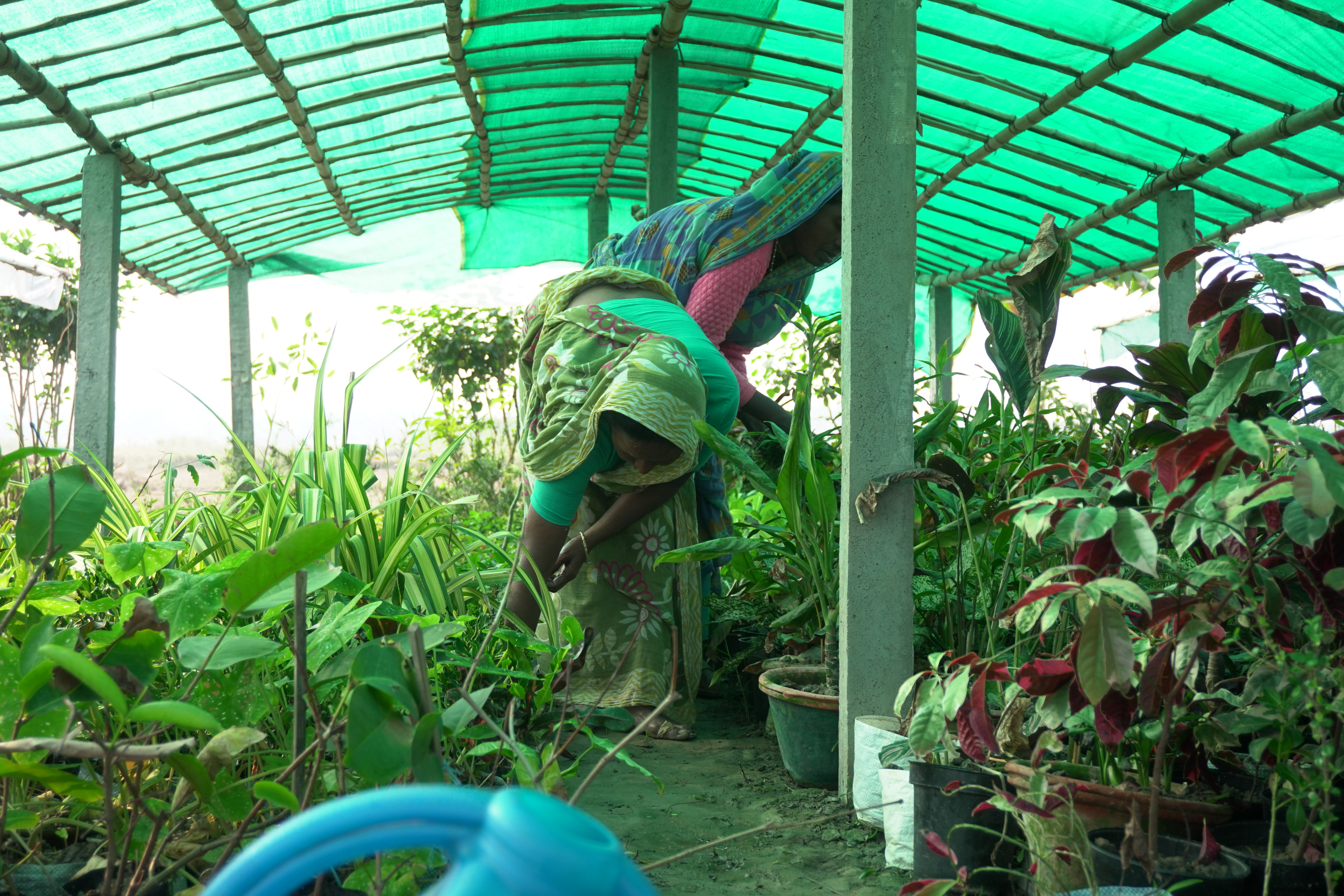 Mangrove Plantation With Support Of Hcl