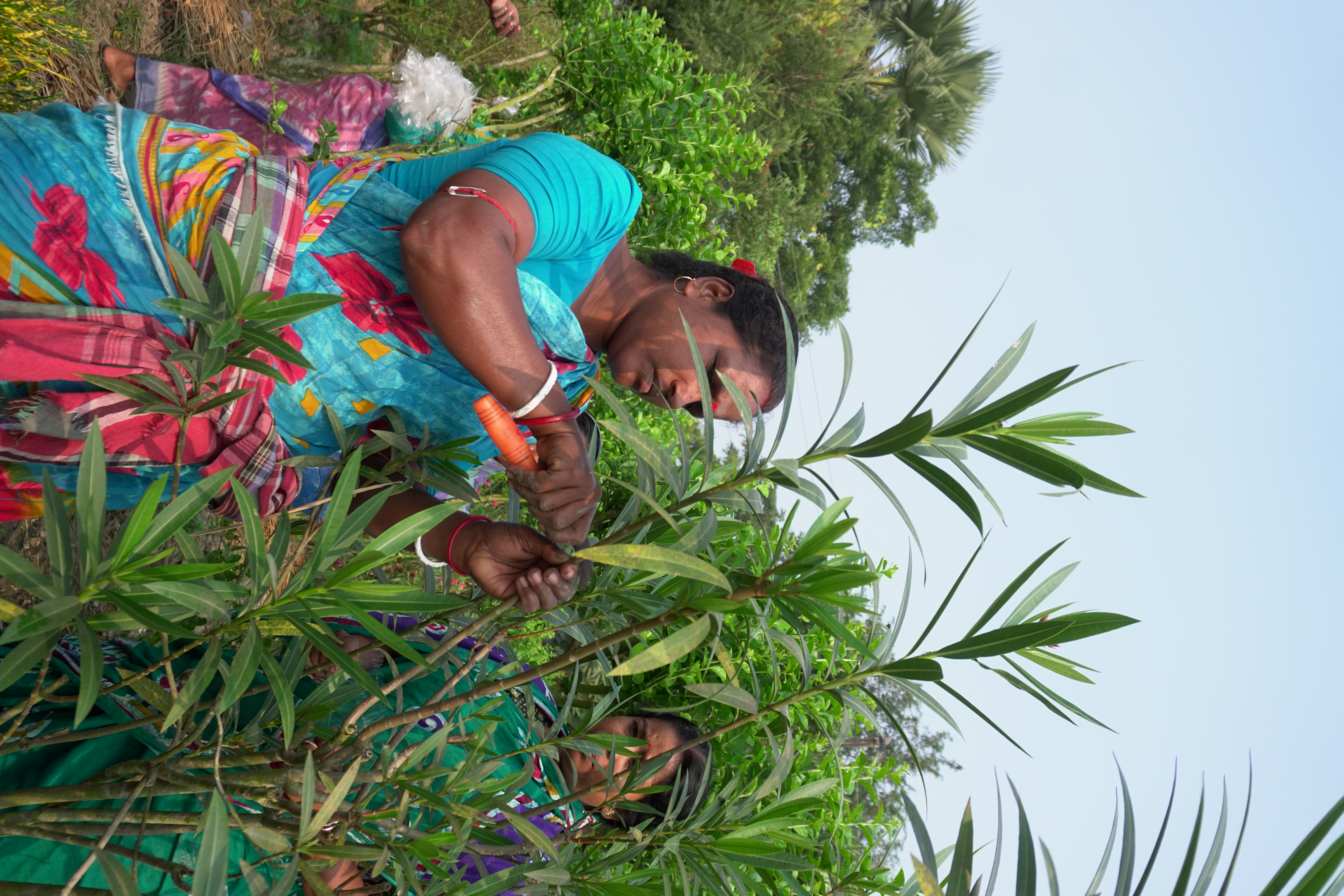 Mangrove Plantation With Support Of Hcl