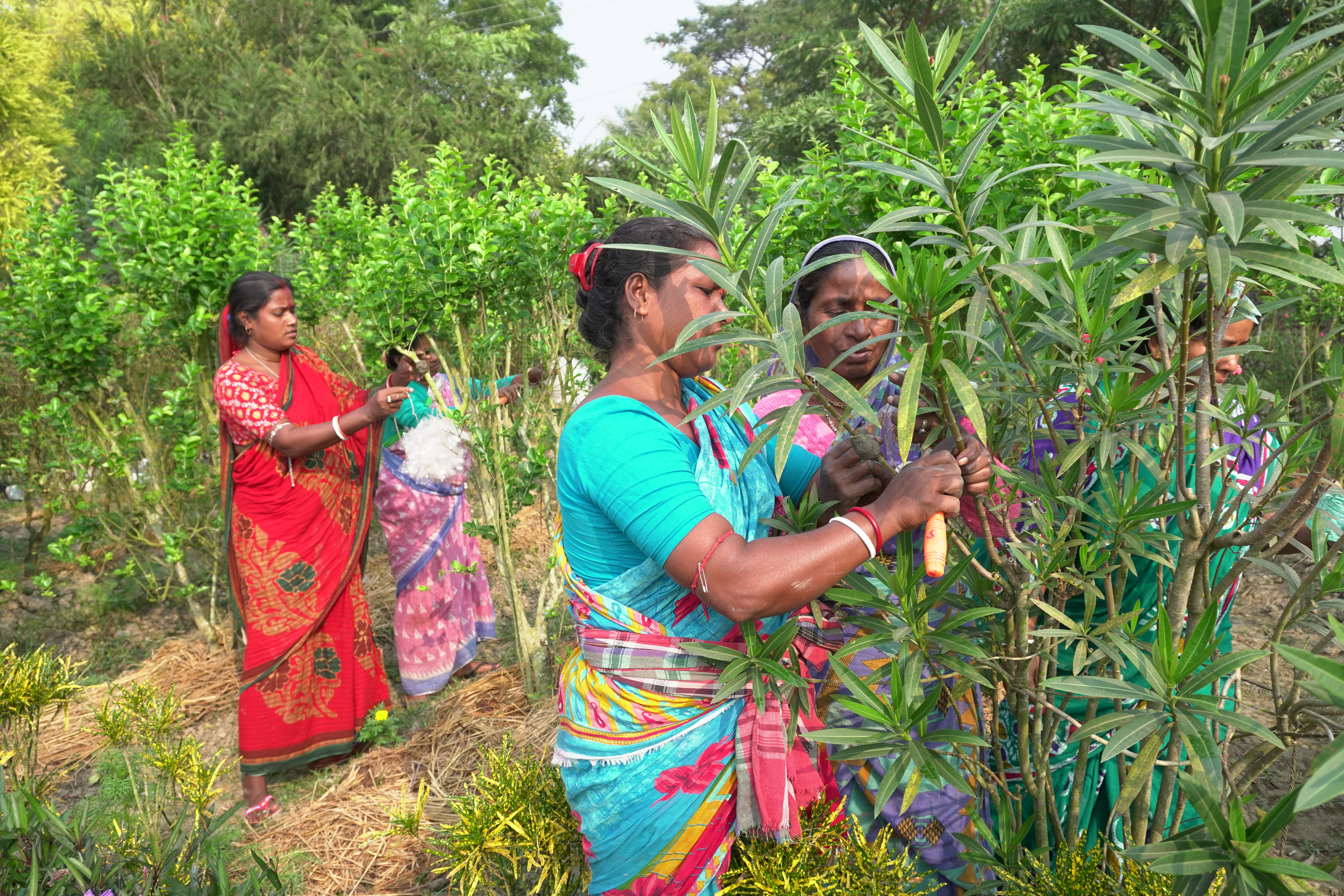 Mangrove Plantation With Support Of Hcl