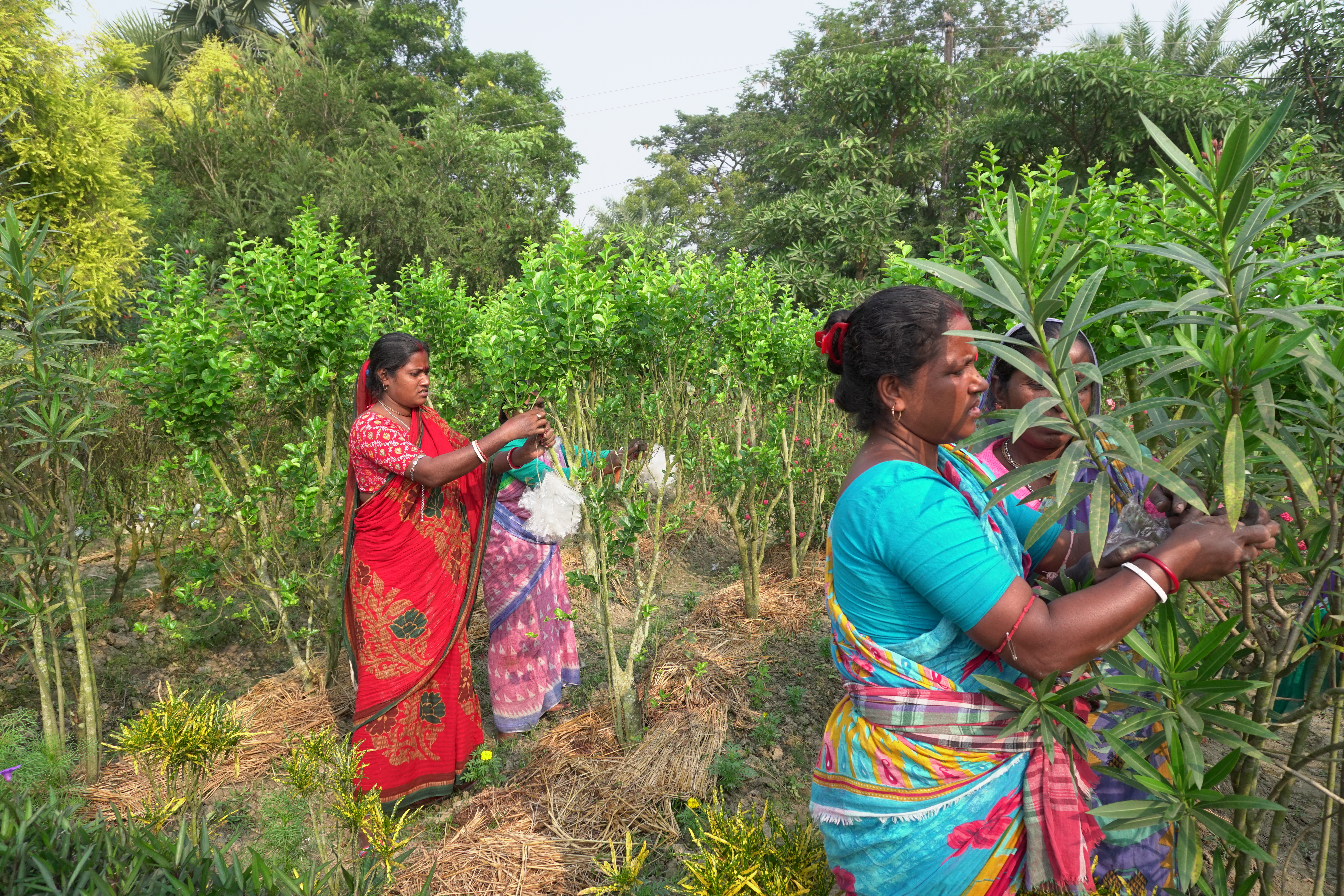 Mangrove Plantation With Support Of Hcl