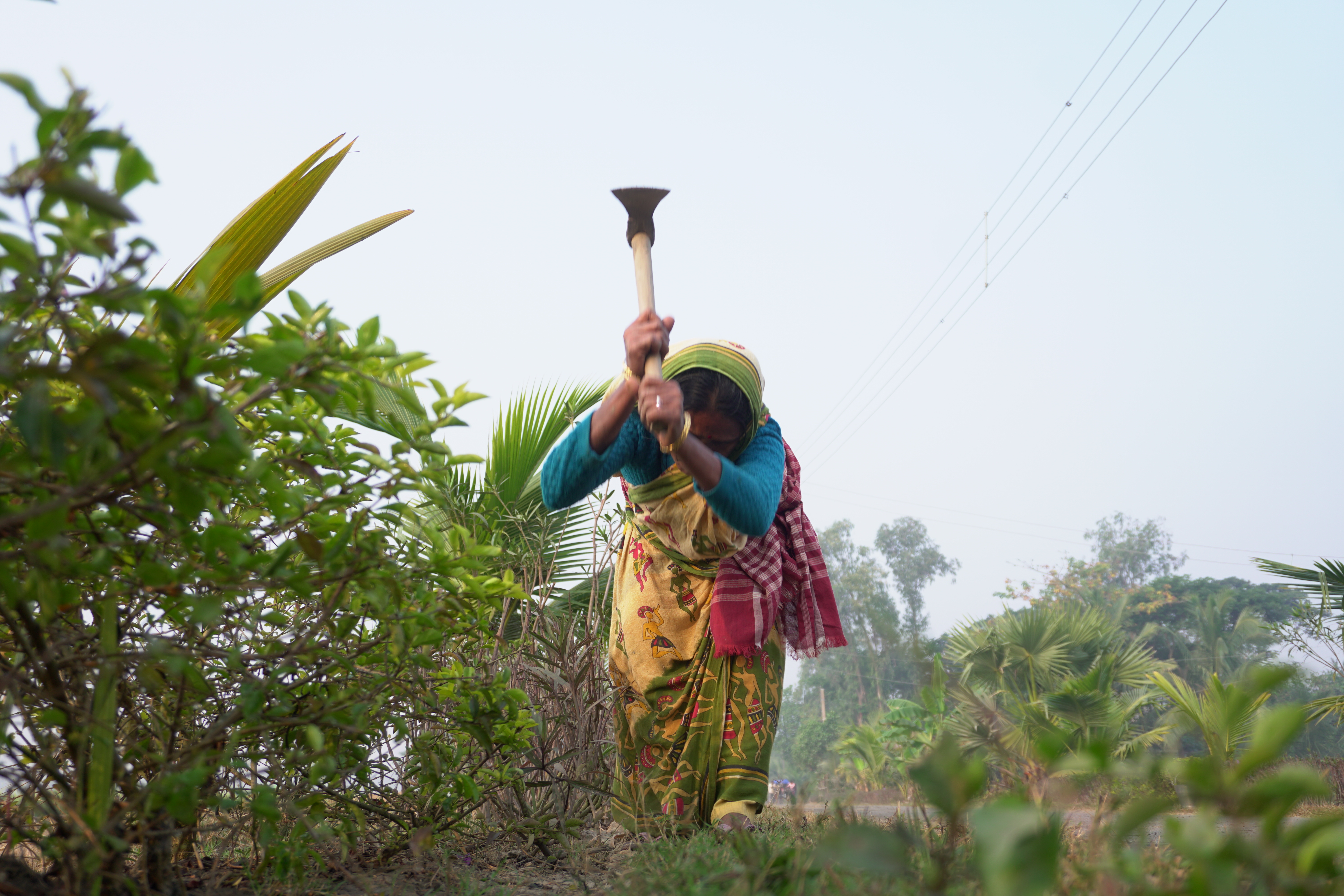 Mangrove Plantation With Support Of Hcl