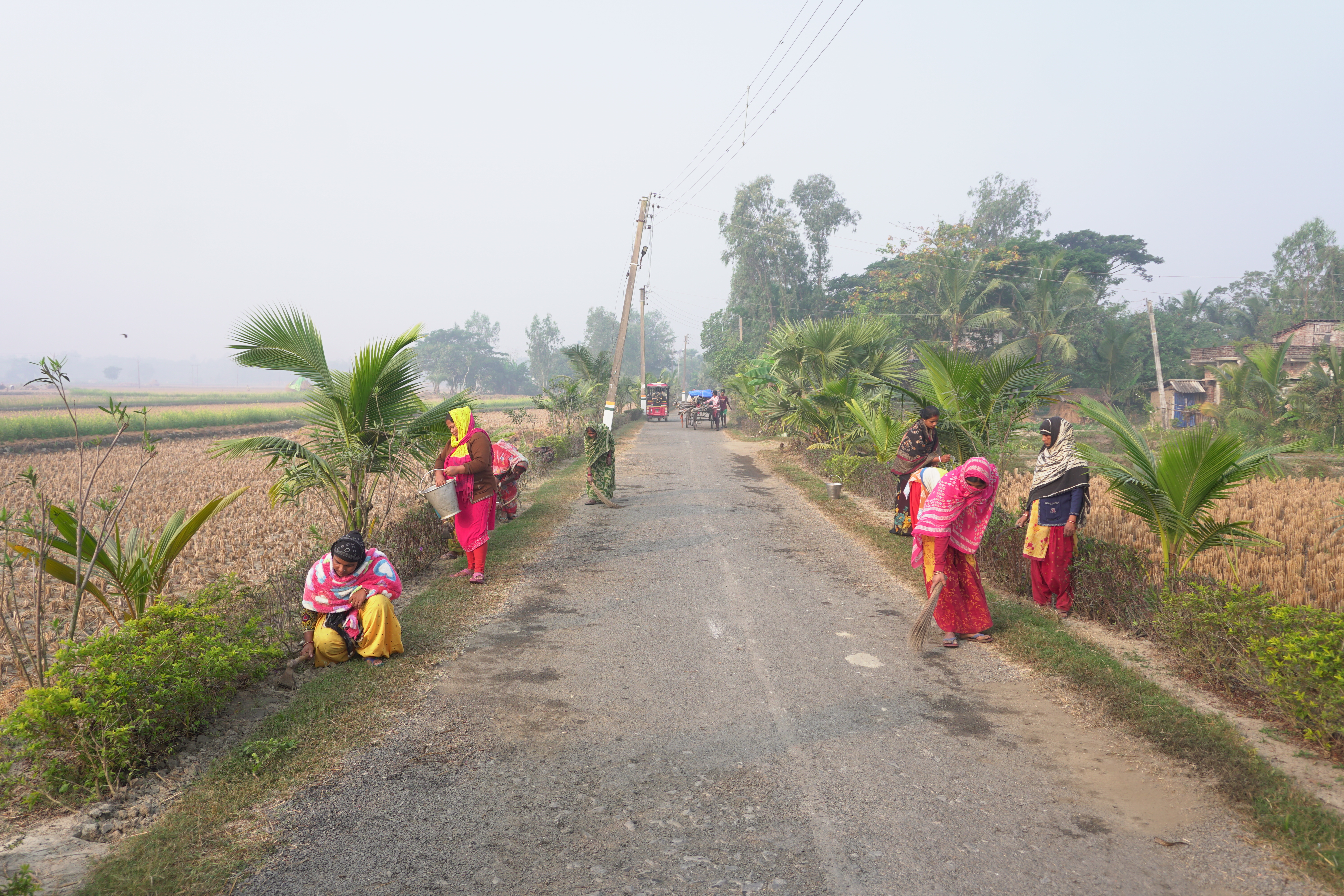 Mangrove Plantation With Support Of Hcl