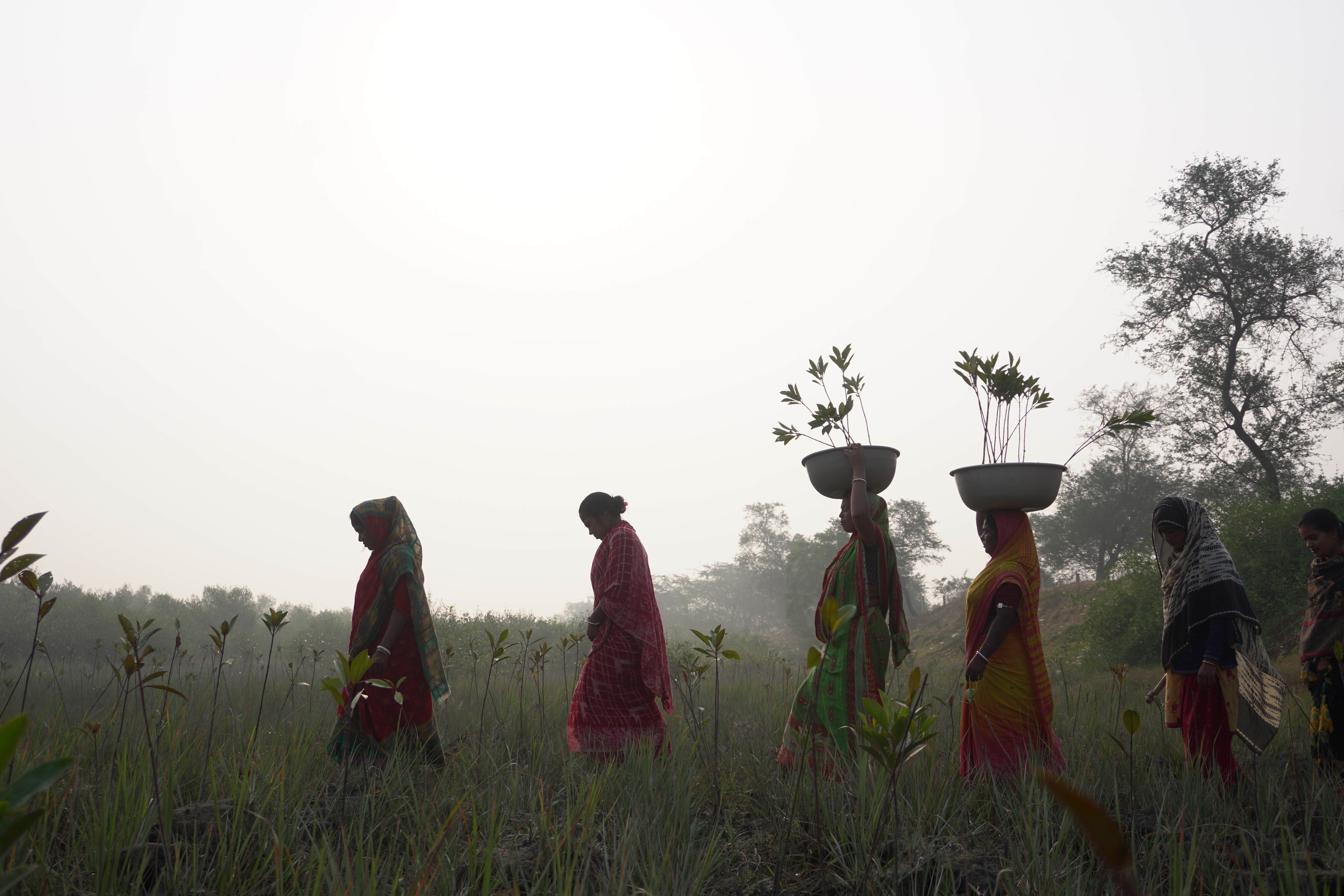 Mangrove Plantation With Support Of Hcl