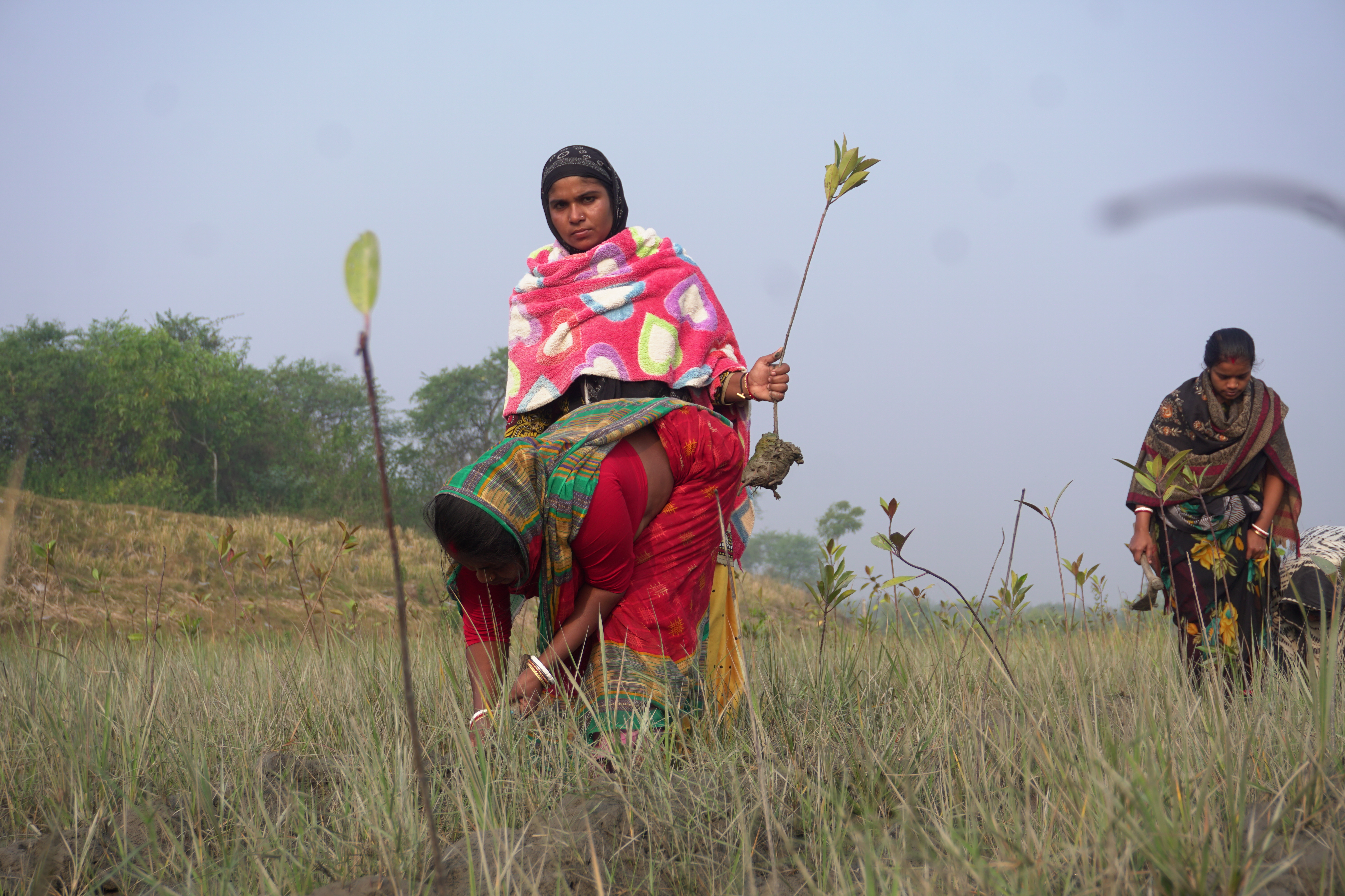 Mangrove Plantation With Support Of Hcl